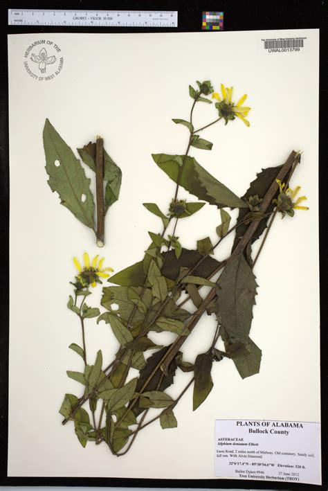 Silphium Dentatum Species Page Apa Alabama Plant Atlas