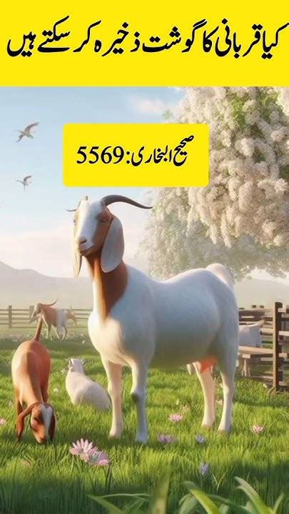 Qurbani Ka Ghost Kitne Din Rakh Skty Hainhadeesislamicqurbani Ka