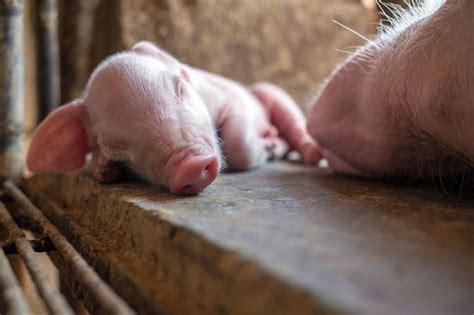 Un lechón de una semana lindo recién nacido durmiendo en la granja de