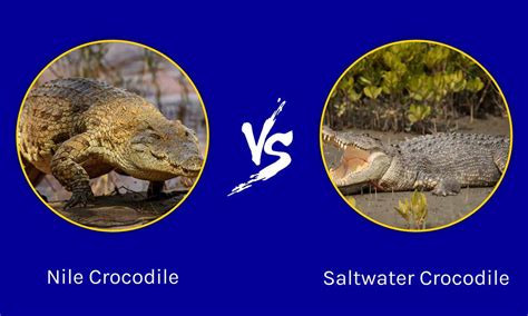 Epic Battles: The Largest Nile Crocodile Ever vs. a Saltwater Crocodile ...