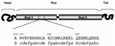 A Schematic View Of The Vimentin Molecule Showing The Domain Structure