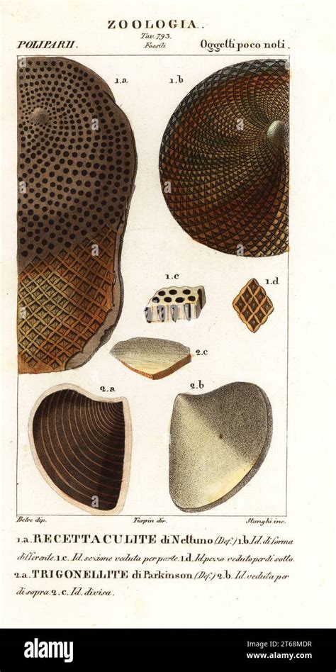 Fossils of extinct corals. Receptaculites 1, Aptychus 2. Recettaculite ...