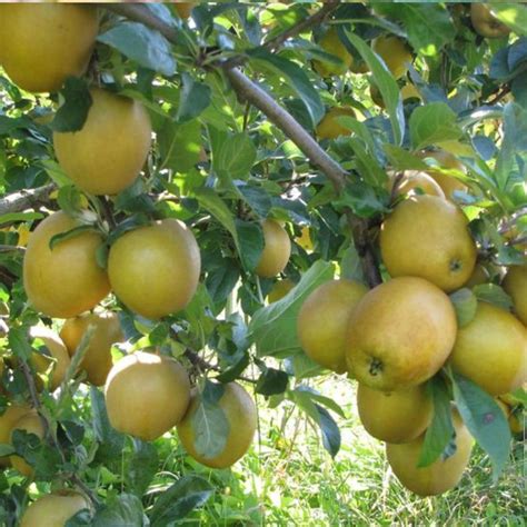 Hudson's Golden Gem Heirloom Semi-Dwarf Apple Tree - Fruition Seeds