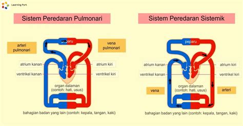 Sistem Peredaran Darah Fungsi Komponen Dan Proses