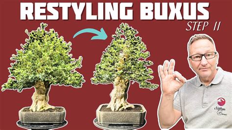 Mise en Forme dun Buis après 7 ans Partie II NEJIKAN BONSAI