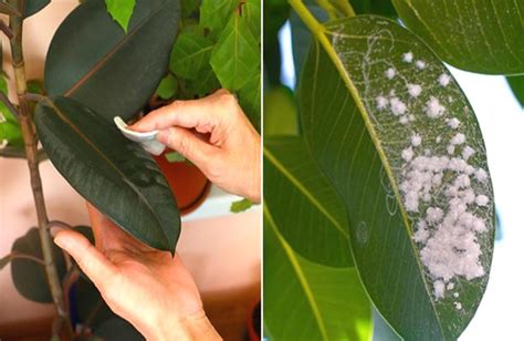 M Todos Caseros Para Combatir La Cochinilla Algodonosa De Las Plantas