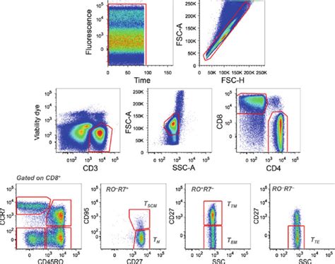 Gating Strategy For The Identifi Cation Of T Cell Subesets Time Gated