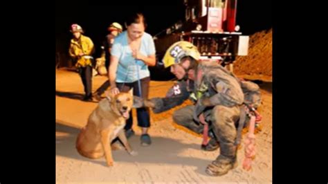 Visually Impaired Dog Gets Rescued After Falling At A Construction Site