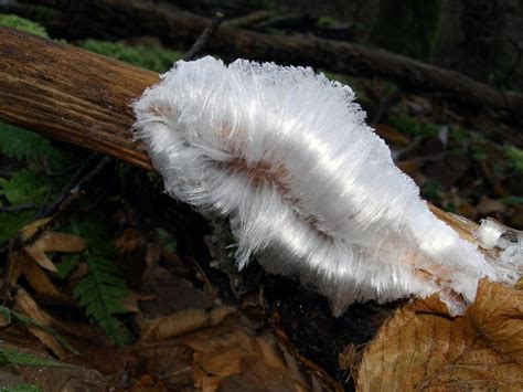 Rotting Fungus Creates Beautiful, Glistening Ice | Live Science