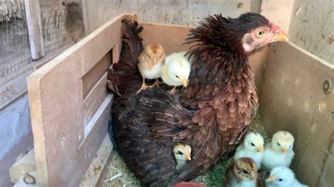 New Born Baby Chicks With Hen Aseel Chicks With Hen 6 Days Old