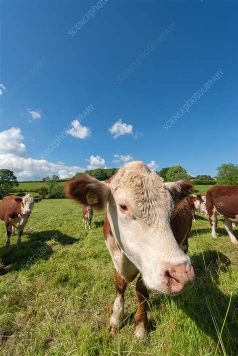 Hereford beef cattle - Stock Image - C054/0895 - Science Photo Library