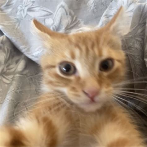 Ginger Kittenselfiememekitten Meme Cat Selfie Selfies Silly Cats