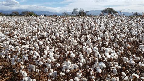 Solo piña rosada El algodón es el otro producto genéticamente