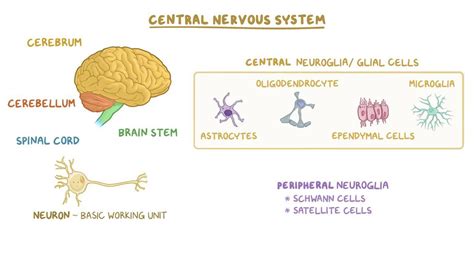 Central nervous system histology: Video & Anatomy | Osmosis