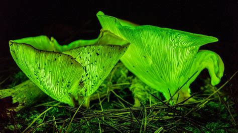 The Lure Of Luminosity Understanding Bioluminescent Fungi The