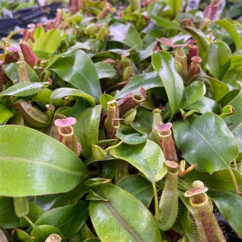 Nepenthes Veitchii Hybrid Carnivero