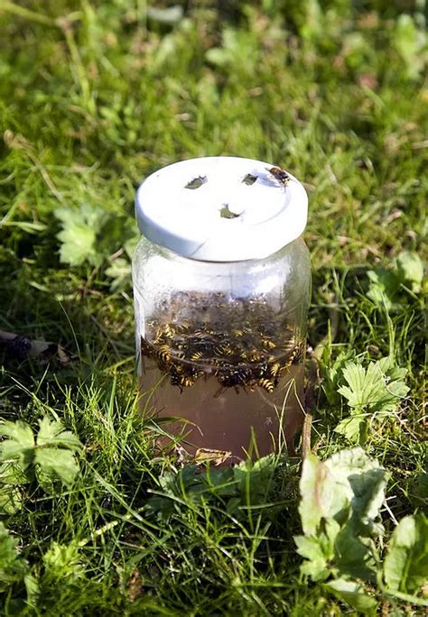 13 Homemade DIY Wasp Trap Plans DIYsCraftsy