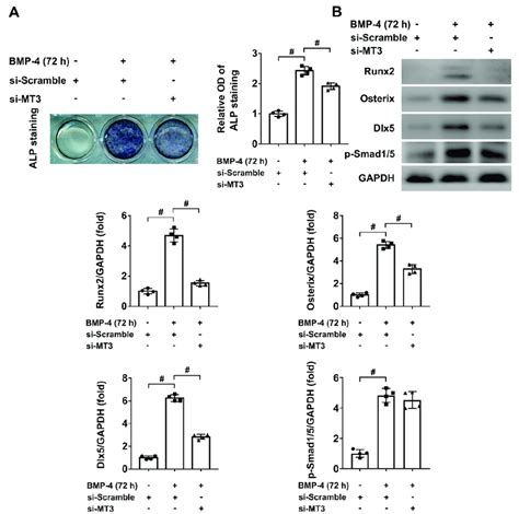 MT3 Knockdown Inhibited BMP4 Induced Osteoblast Differentiation In