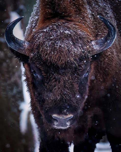 7 Best Places for Wildlife Photography in Poland - Nature TTL