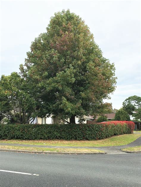 Liquidamber Styraciflua American Sweet Gum Black Bridge Nurseries