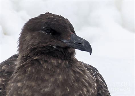 South Polar Skua Antarctica Photograph By Philippe Tulula And Julie