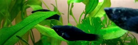 What Do Black Mollies Eat? (Experts Opinion!) – FishKeepingAnswers.com