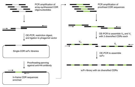 Construction of A Novel Human scFv Library with Non-Combinatorial ...