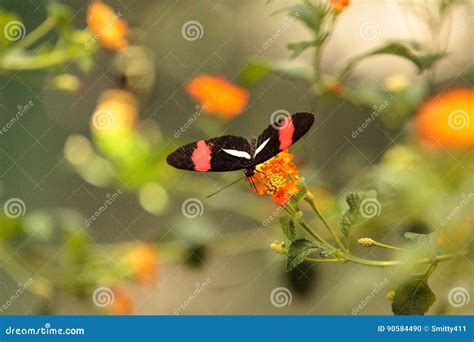 Mariposa Del Cartero Melpomene De Heliconius Foto De Archivo Imagen