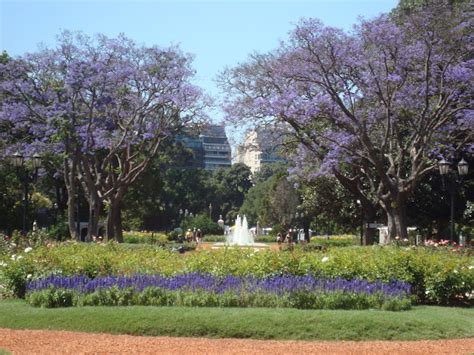 2018 Jacaranda Season In Buenos Aires My Buenos Aires Travel Guide