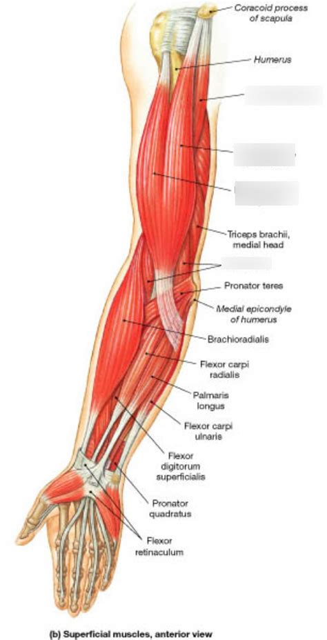 Muscles Of The Upper Arm Diagram Quizlet