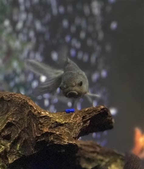 Stop taking pictures of me! : r/Goldfish