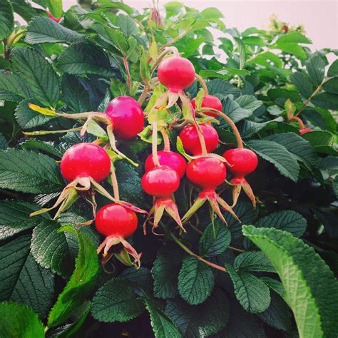 Magnificent Rose Hips on the Rugosa this year. | Stuffed peppers