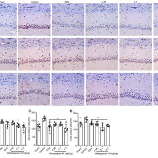 Changes In The Expression Of Apoptosis Related Proteins In The