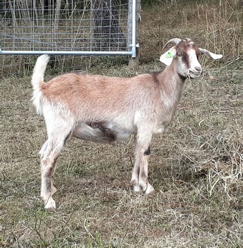 Kiko Goats - Almost Appalachian Farm