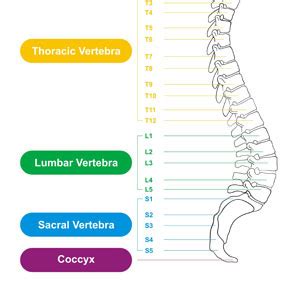 Exercises For L4 L5 Back Pain – Online degrees