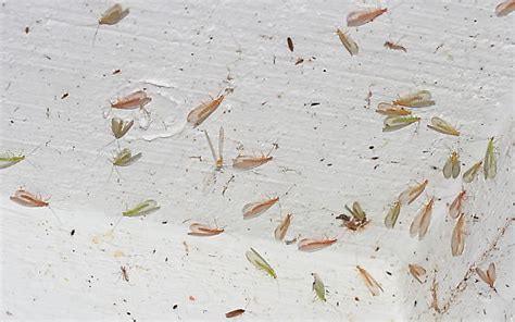 Green Lacewing Swarm Chrysoperla Bugguidenet