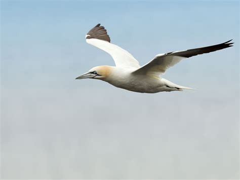 Home Atlantic Marine Birds Cooperative