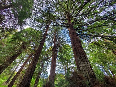 San Francisco Botanical Garden - Go Wandering