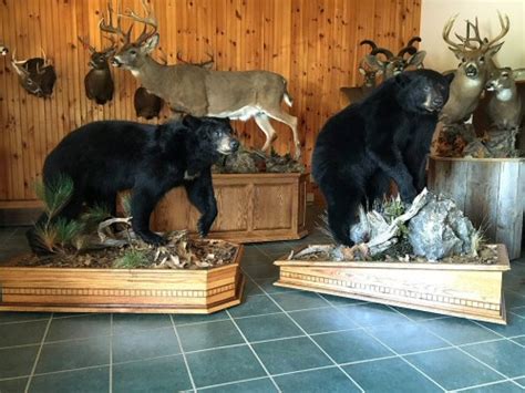 Lifesize Bear Mounts,Black Bear Full Body Floor Mounts,Full Body Bears Mounted On Branches Trees ...