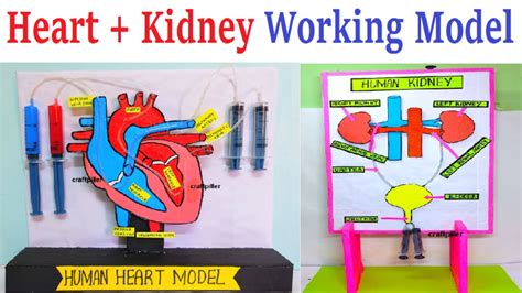 How To Make Human Heart And Kidney Working Model Using Cardboard And