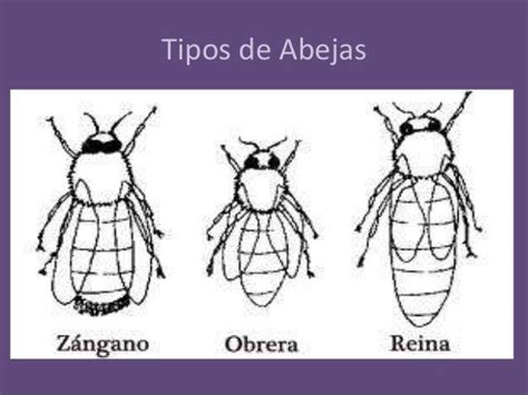 Las Abejas Proyecto Con Nivel Inicial Abejas Iniciales Abejas Reina