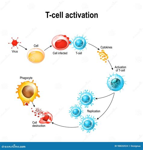 Activering Van T Cell Witte Bloedlichaampjes Vector Illustratie