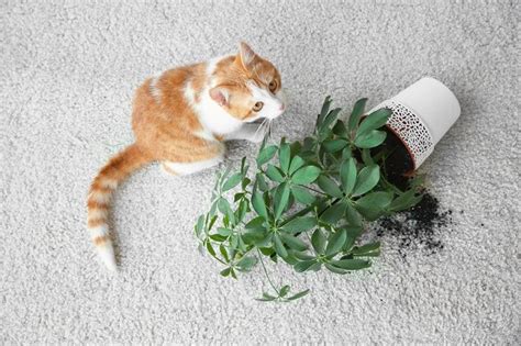 Trucos Para Mantener A Los Gatos Alejados De Las Plantas Mininos Es