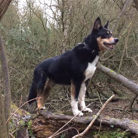 Lapponian Herder Dog Breed Information American Kennel Club