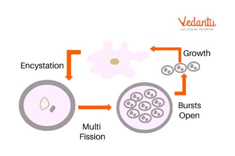 Encystation Overview Encystation In Amoeba And Encystation In Entamoeba