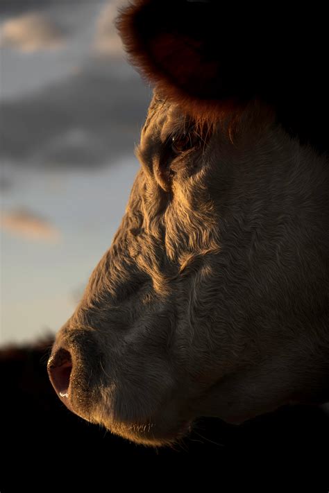 Cow Photo Print Cattle Photography Wall Art Cow Head Photo Beef Cow Hereford Cattle - Etsy