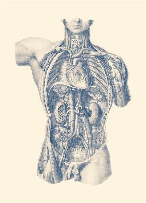 Vintage Anatomy Posters