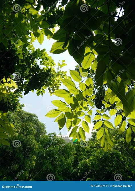 Greenery View At Hill Station Royalty Free Stock Photo Cartoondealer