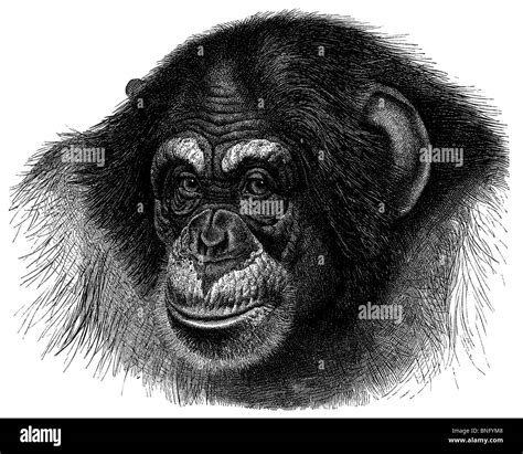 Old Chimpanzee Black And White Stock Photos And Images Alamy