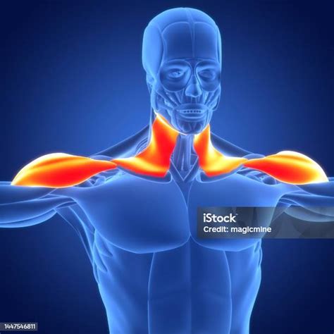 sistem otot manusia deltoideus  otot platysma anatomi foto stok